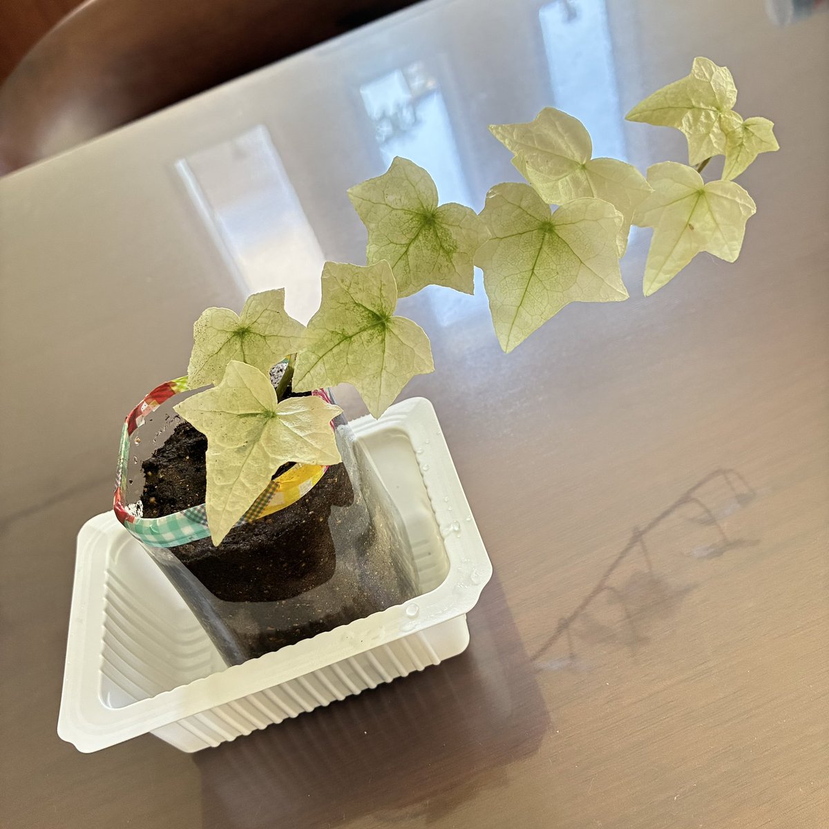 ivewan's tweet photo. 少し根が伸びた後、枯れもしなければ成長もしない生きた造花になってしまった。試験管に水を入れた物で育てていて、根を伸ばすスペースがないから成長しないのかもと思って、簡易受け皿付き植木鉢を作った。ペットボトルと豆腐の容器…笑 もし成長したら、ちゃんとした可愛い植木鉢買おうっと🪴 https://t.co/mVfvKM2QOl