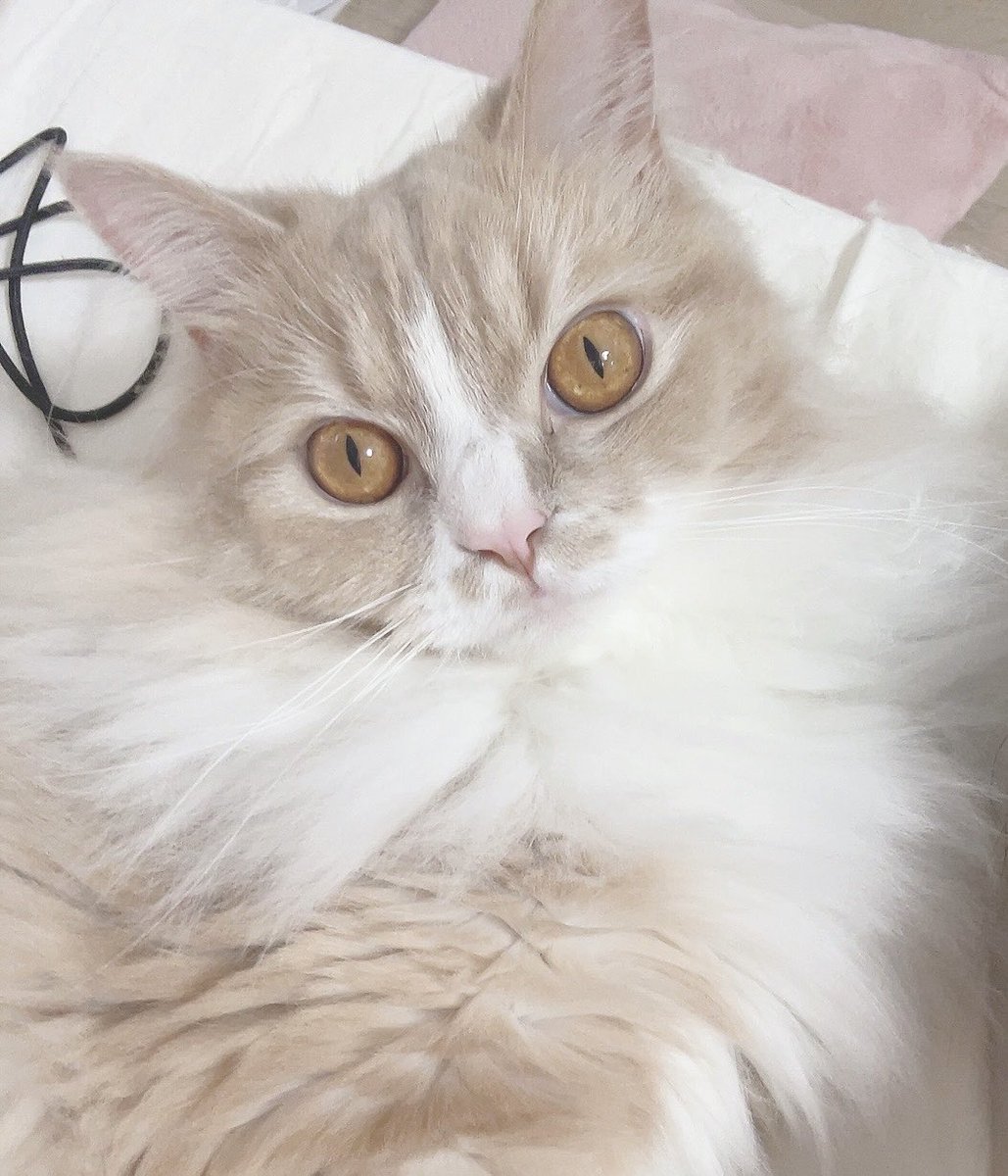 ゆんにゃん🐱🍼 (@yun_pawapuro) / Posts / X