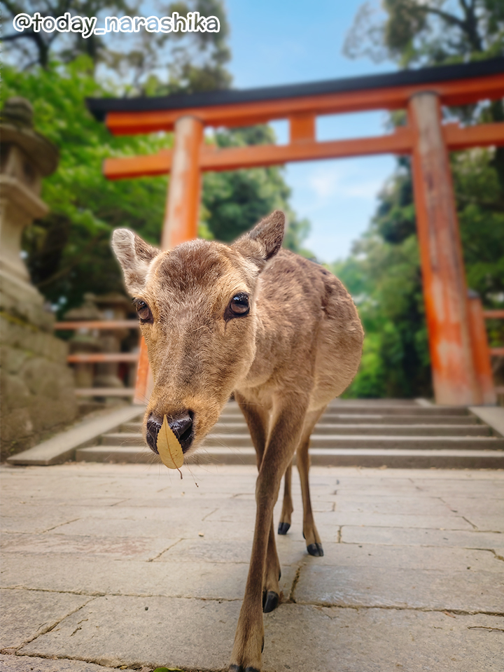 きょうのならしか tweet media