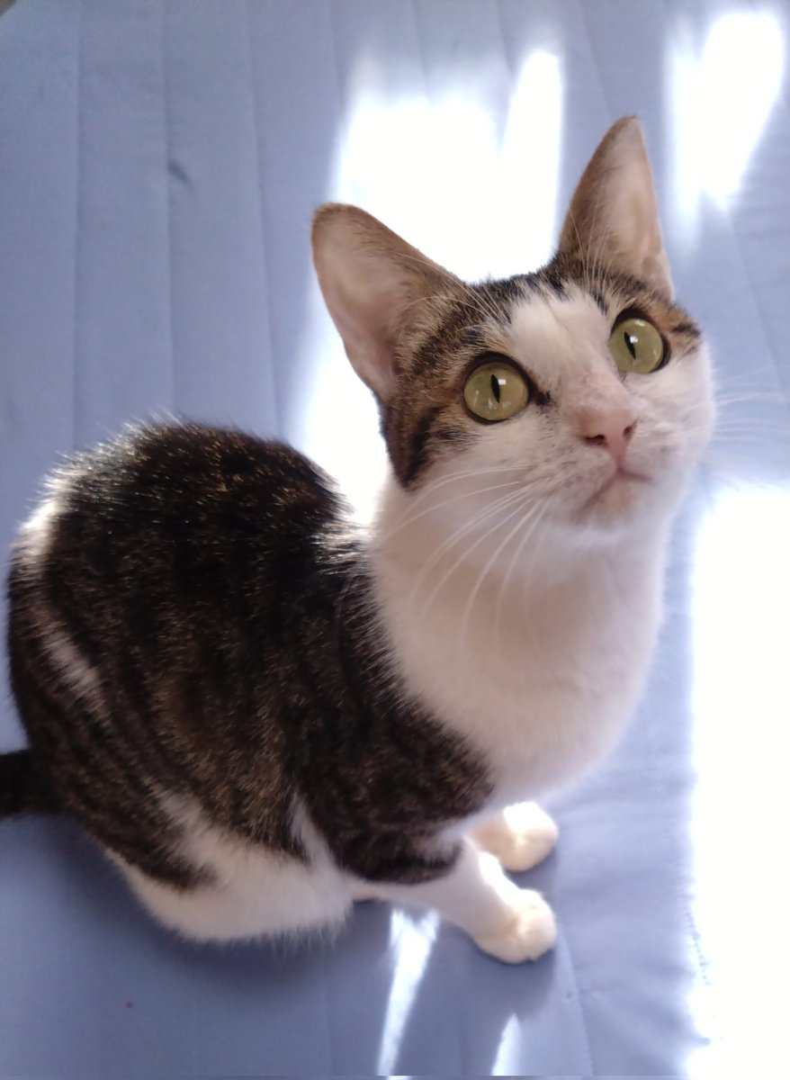 mui_hu's tweet photo. アレルギー体質猫のあんこさん、痒みや炎症を抑える注射打ちつつ泌尿器系の心配もあるのでずっと病院で貰ったc/d食べてたんだけどc/dもz/dも痒みが酷く…除去食開始
穀物全般と鶏肉がアレルギーなのは間違いないので第一回目はロータスのフィッシュ、次はキアオラのラムでトライしてみる https://t.co/wU6EuHMneQ