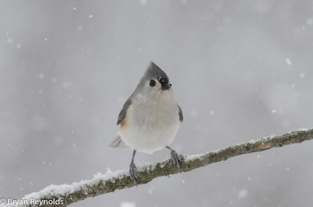 asoftbird's tweet photo. #Tuftpostbot Tuftie: True(1.0000). Photo by bryanereynolds. https://t.co/ntylo9nkKa