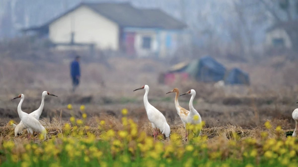 Nanchang County tweet media