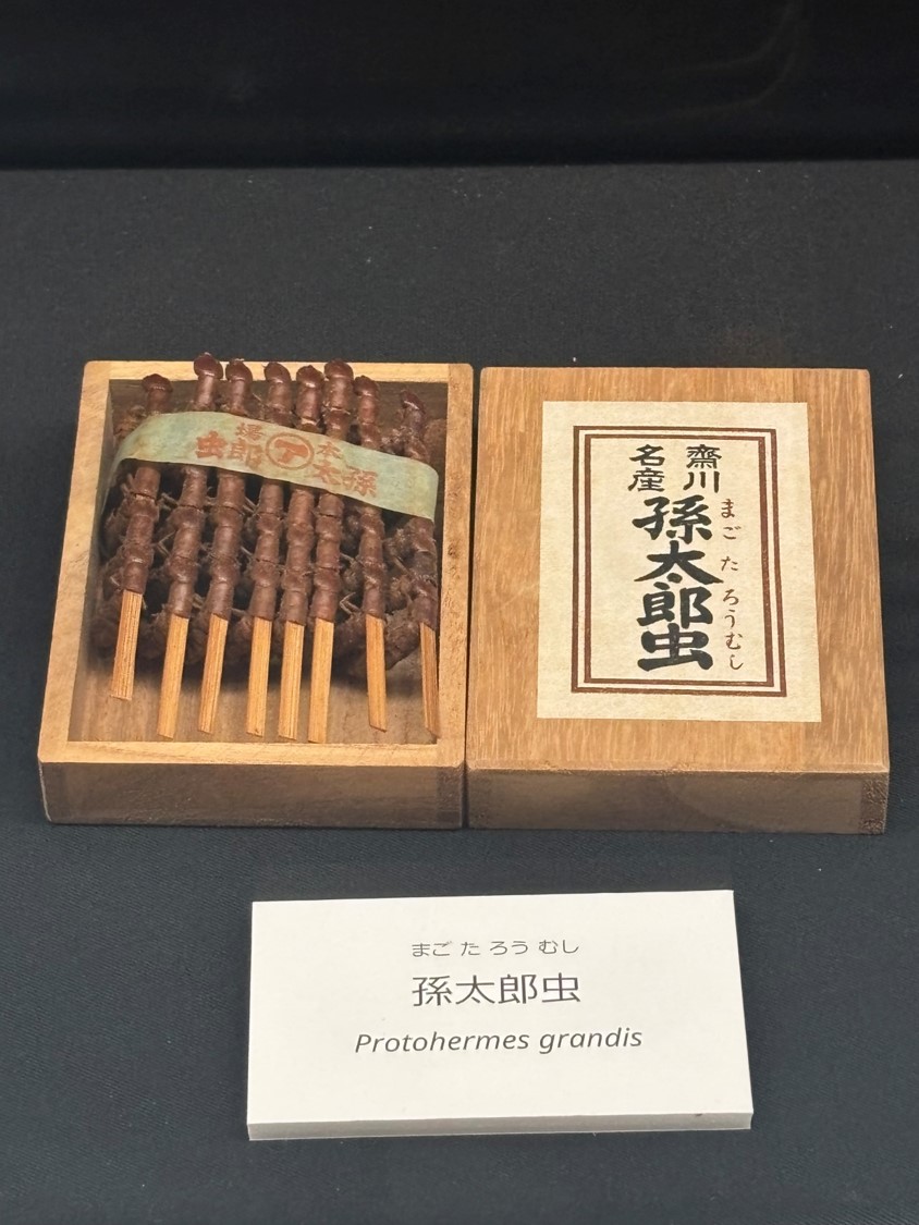 千葉県立中央博物館 tweet media