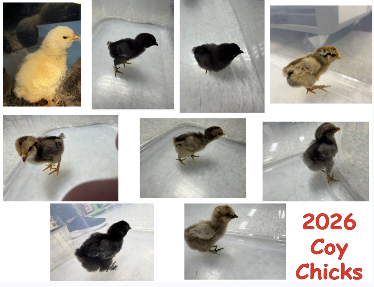 CoyOCSSteam's tweet photo. Our nine chicks are so cute and growing every day!
@Coy_Rams https://t.co/m4QToXAJCS