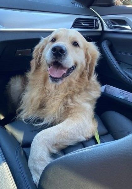 Doglover tweet media