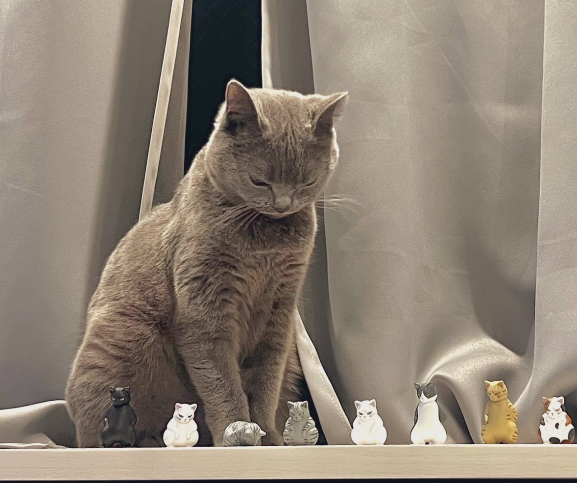 SakuDaaa's tweet photo. グレネコ ガチャフィギュアと等身大1匹
#ブリティッシュショートヘア
#猫
#グレネコ https://t.co/WwjK9iVMZS