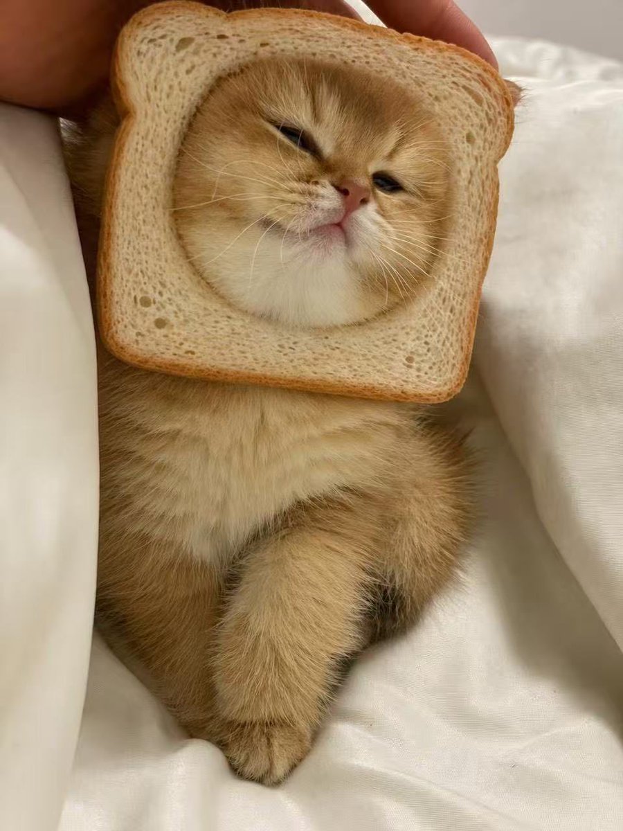 CryptoCat|猫姐🐈 tweet media