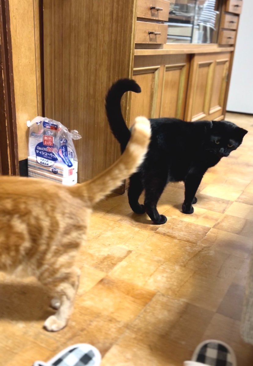 DOSANKO-CATS🐾 tweet media