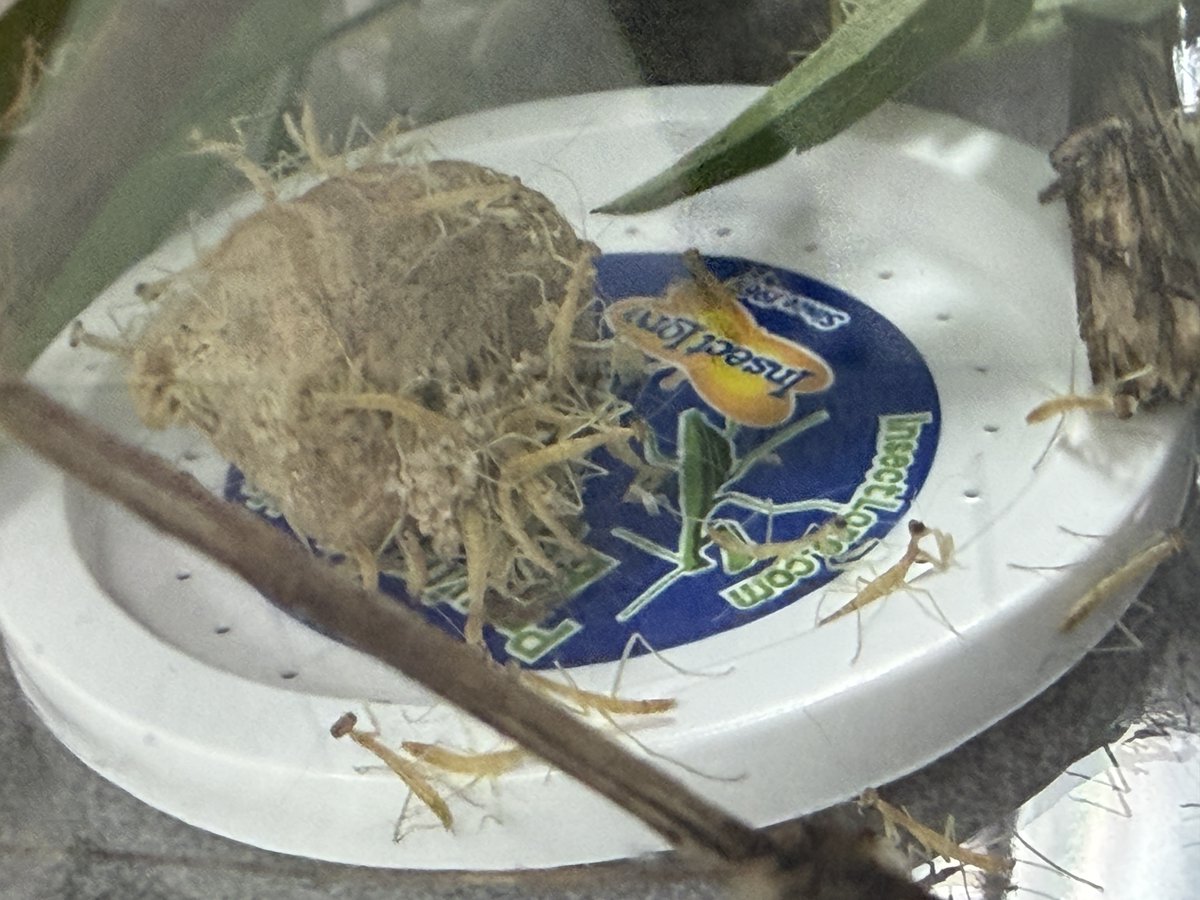 CoyOCSSteam's tweet photo. Day #37 and we have praying mantises!! How many do you see?!
@Coy_Rams https://t.co/PjEwMujjLD