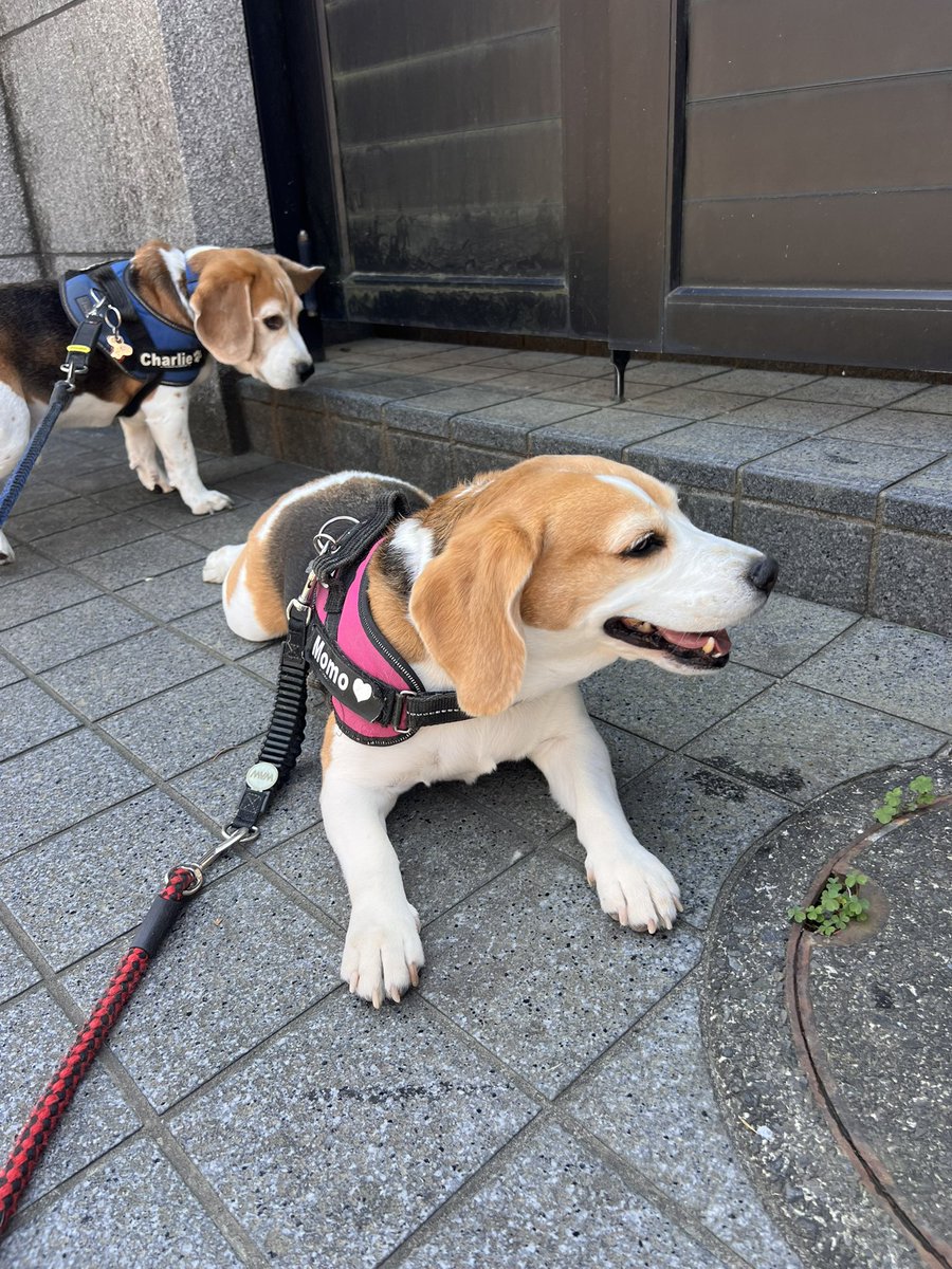 イチロー16ページ❣️ビーグルミックス beagle