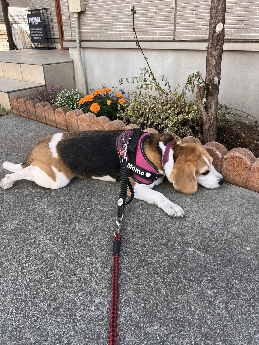 beagle