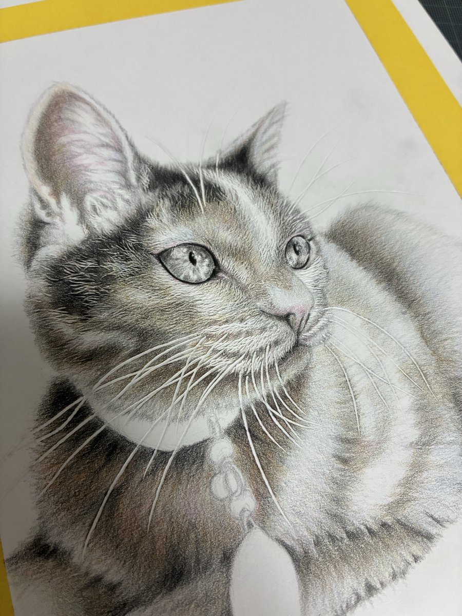 久々に鉄筆いれてネコ描いてます🐱🤔 #色鉛筆画 #制作過程 #wip