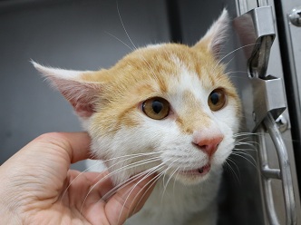 新潟県動物愛護センター(公式) tweet media