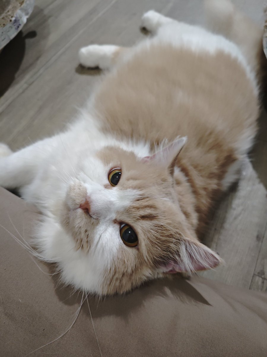 Mocca & M Family 🐱 tweet media