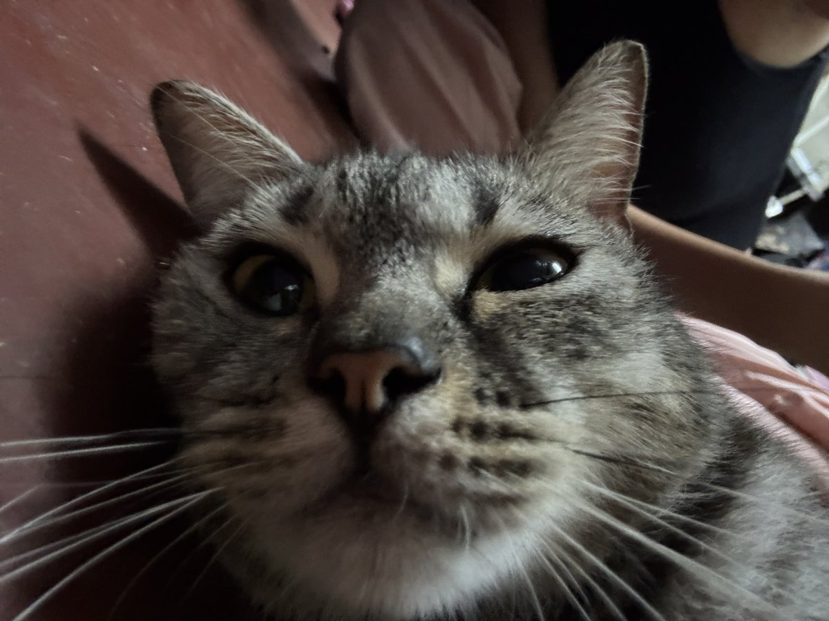 dokiwi ‧₊˚ tweet media