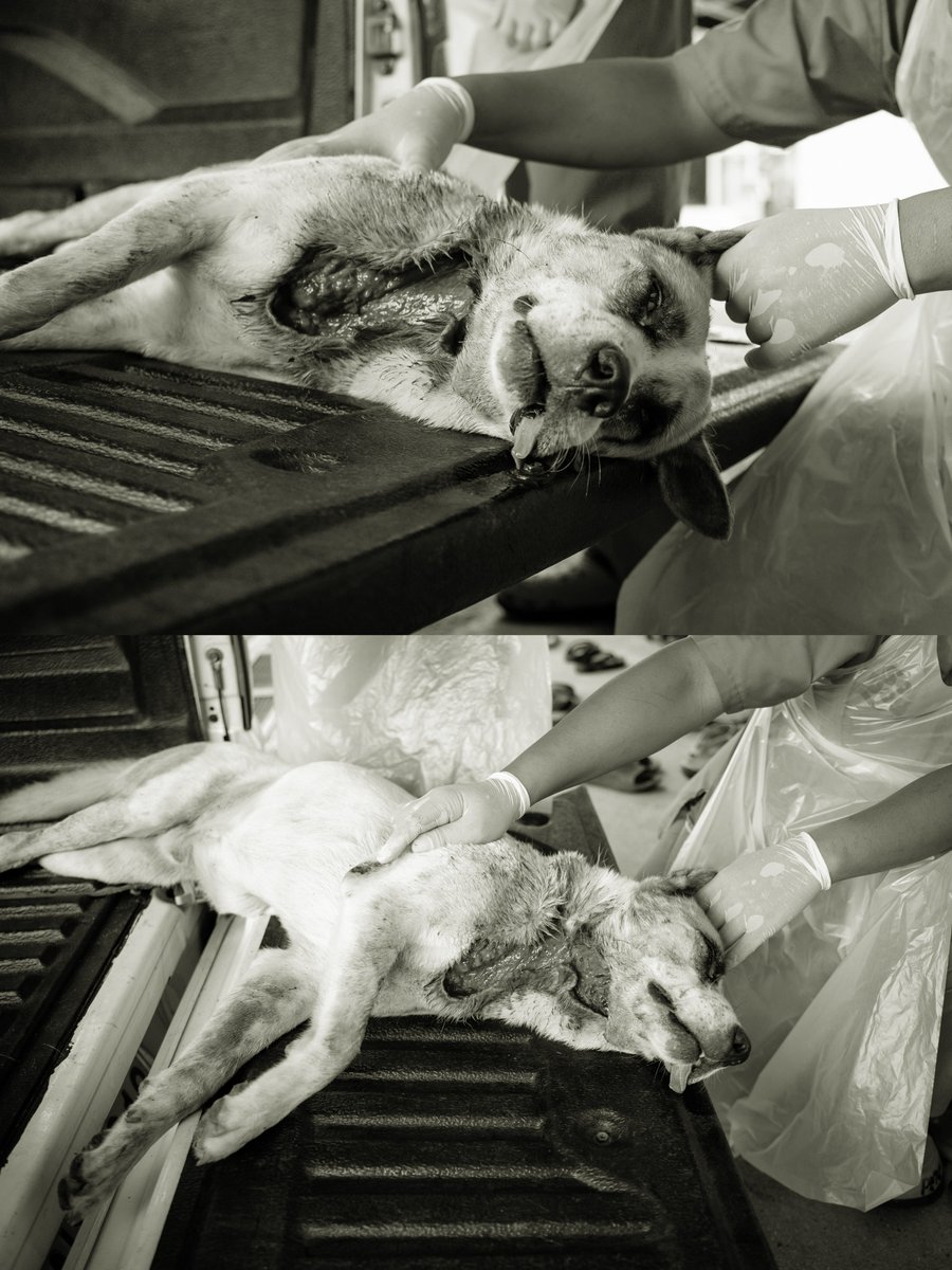 มูลนิธิเพื่อสุนัขในซอย (ซอยด๊อก) tweet media