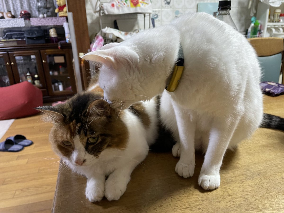 ねこかわいいね(*ΦωΦ*)