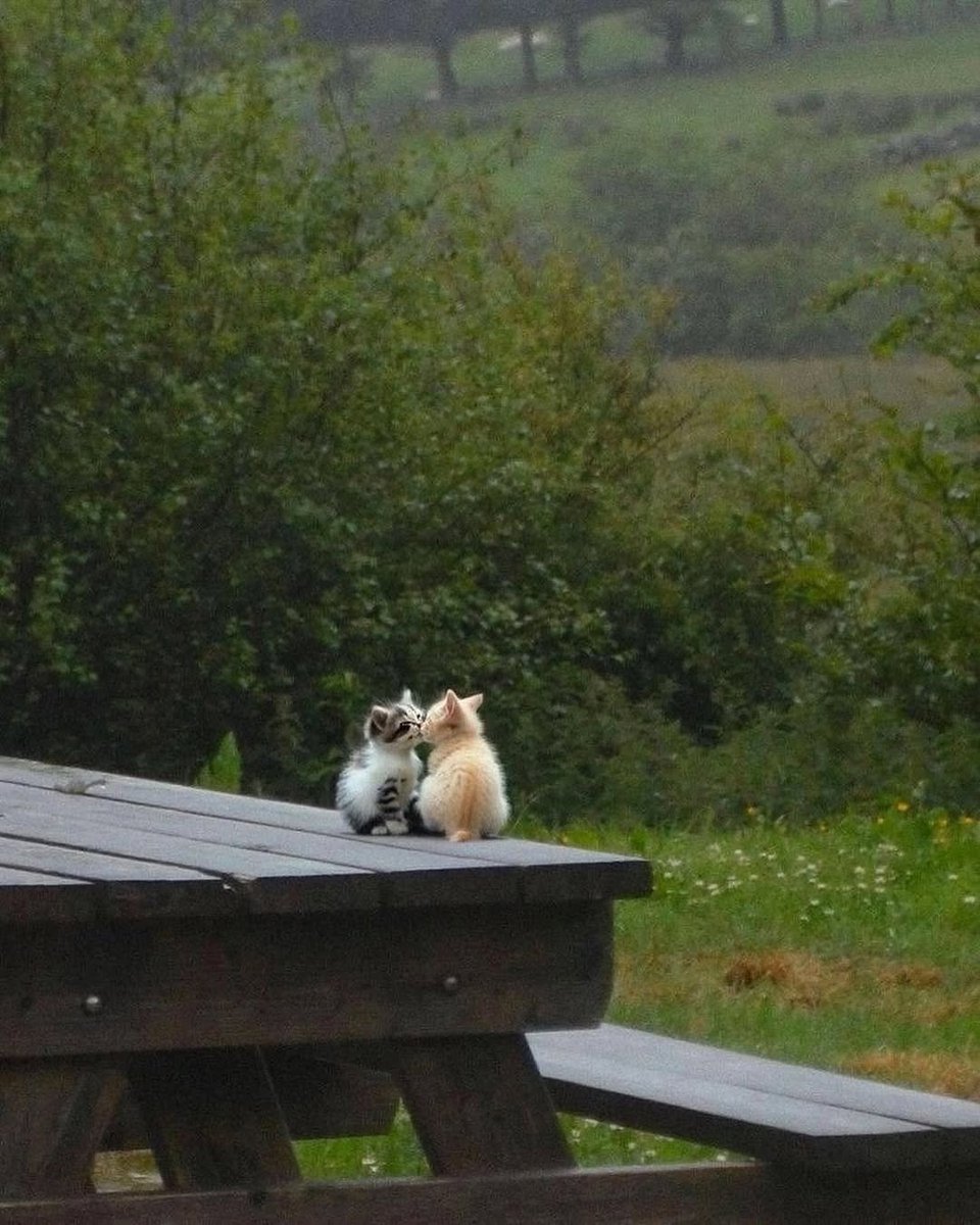 catsworldaura's tweet photo. https://t.co/PobfuFuiKq