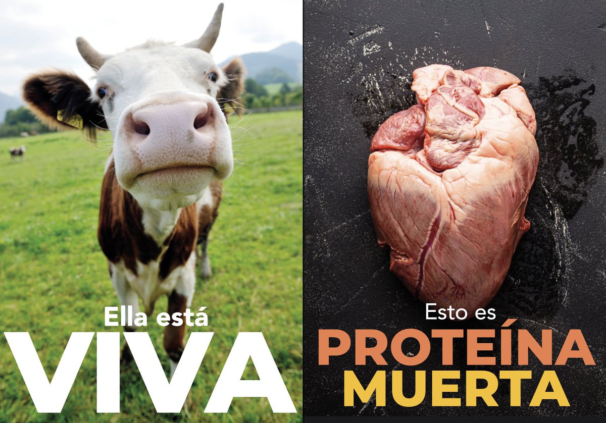 LoaEcuador's tweet photo. Los animales son seres vivos, no ingredientes. La carne no late, no siente, no vive. #NoTeHagasElVivo tú vendes #ProteinaMu3rta @GrupoKfcEcuador @pronacaec @uniproh_ec @conave_ec NO más manipulación y publicidad engañosa https://t.co/sRaNrktxO7