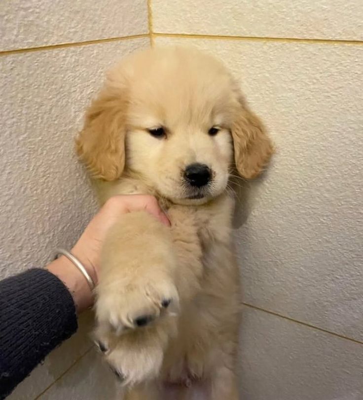 puppies video tweet media