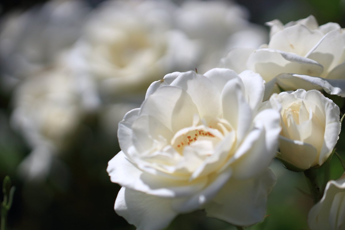 薔薇 #EOS #Kiss X7 EF17-40mm F4L USM EF100mm F2.8L MACRO IS USM に