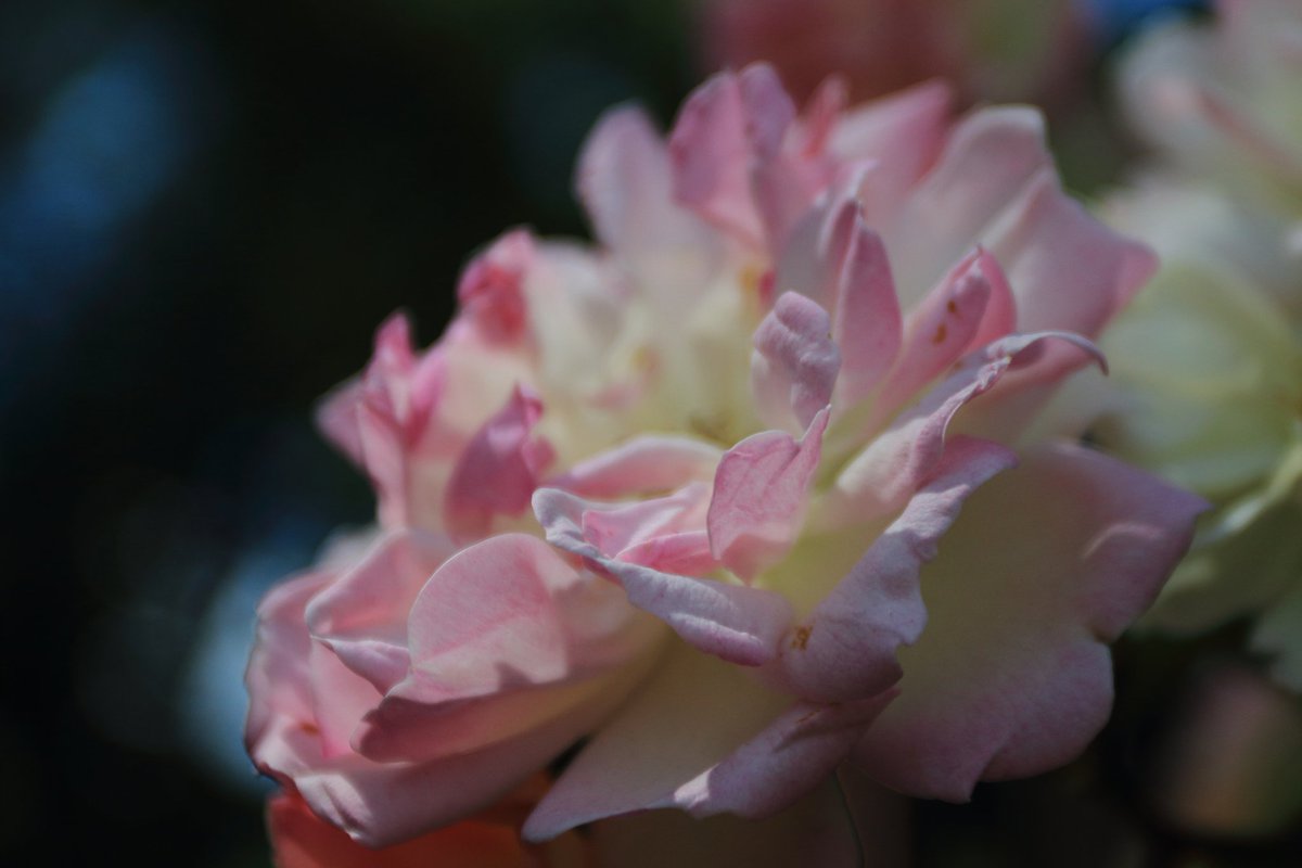 薔薇 #EOS #Kiss X7 EF17-40mm F4L USM EF100mm F2.8L MACRO IS USM に