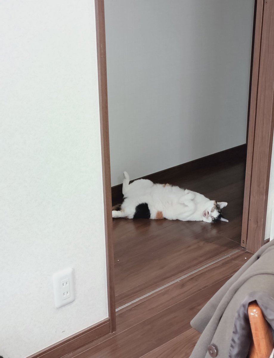 Katzen896's tweet photo. 暖かい日が増えて、ヘソ天率が上昇中😺
君の夏の暑さ対策セッティングを始めておかなきゃね☺️
今年の夏も元気に過ごせますように🌻
#保護膜と暮らす #猫のいる暮らし #三毛猫 #ヘソ天 https://t.co/AQ0rV6abrx