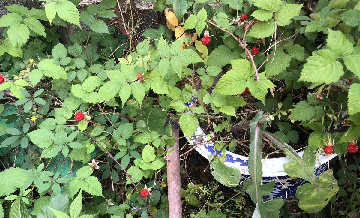 cherrynya's tweet photo. 玄関脇の雑草地帯に生る草いちごが今年は豊作🍓ホクホク🥰とても甘くてヨーグルトかアイスに乗っけて食べます💕 https://t.co/d2kTDy5Wsj