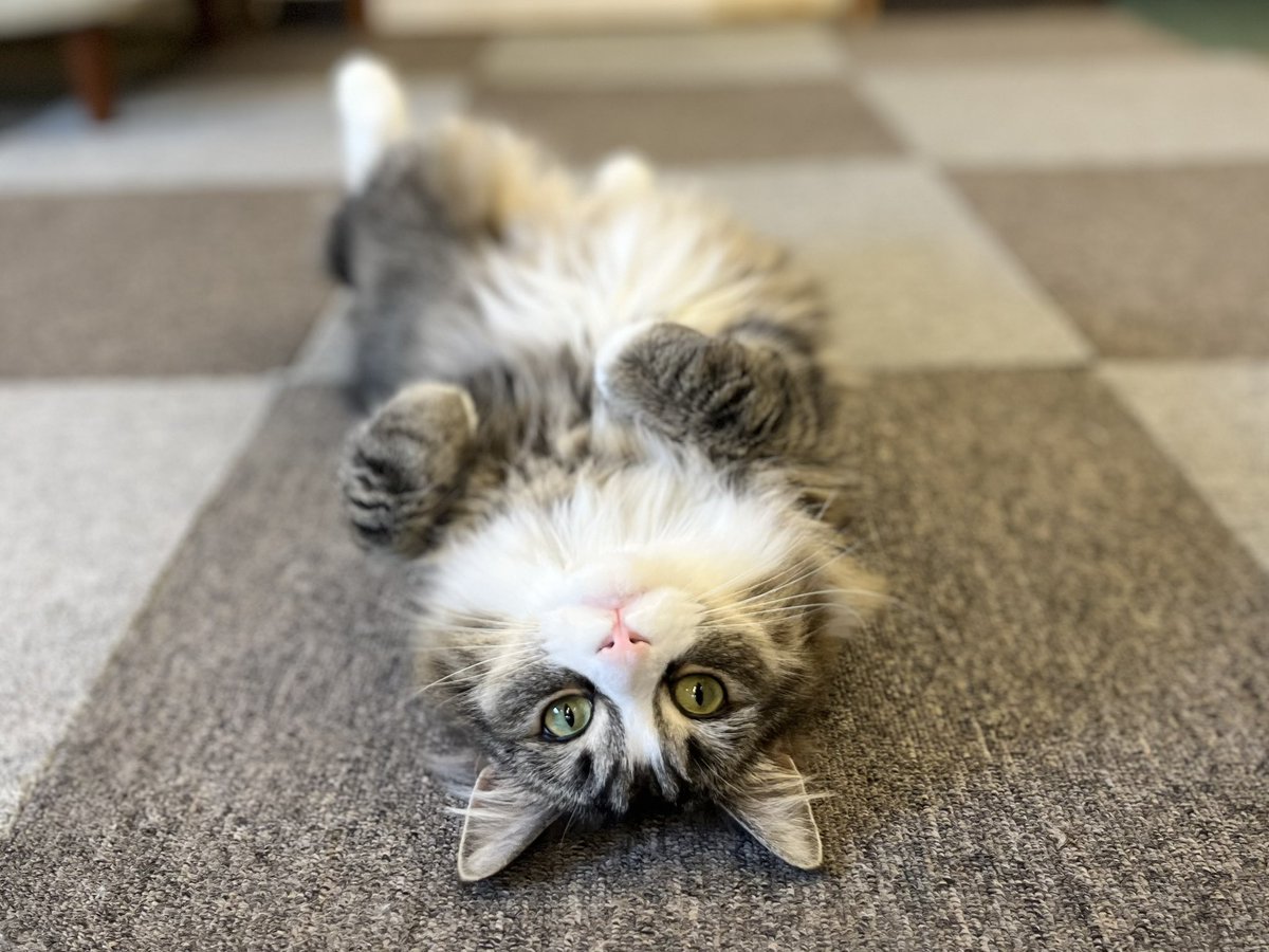 神戸元町‐猫カフェNyanny tweet media