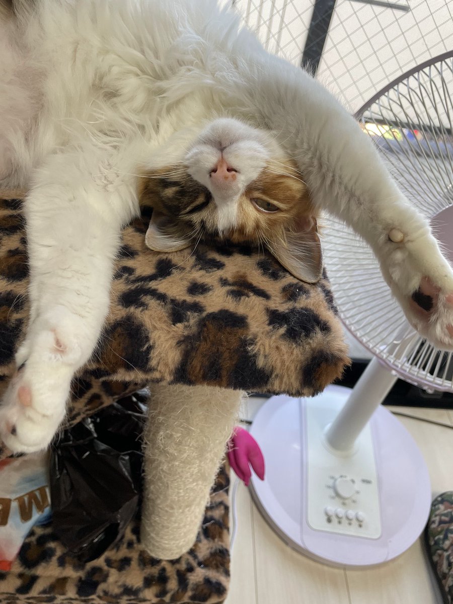 ねこかわいいね(*ΦωΦ*)