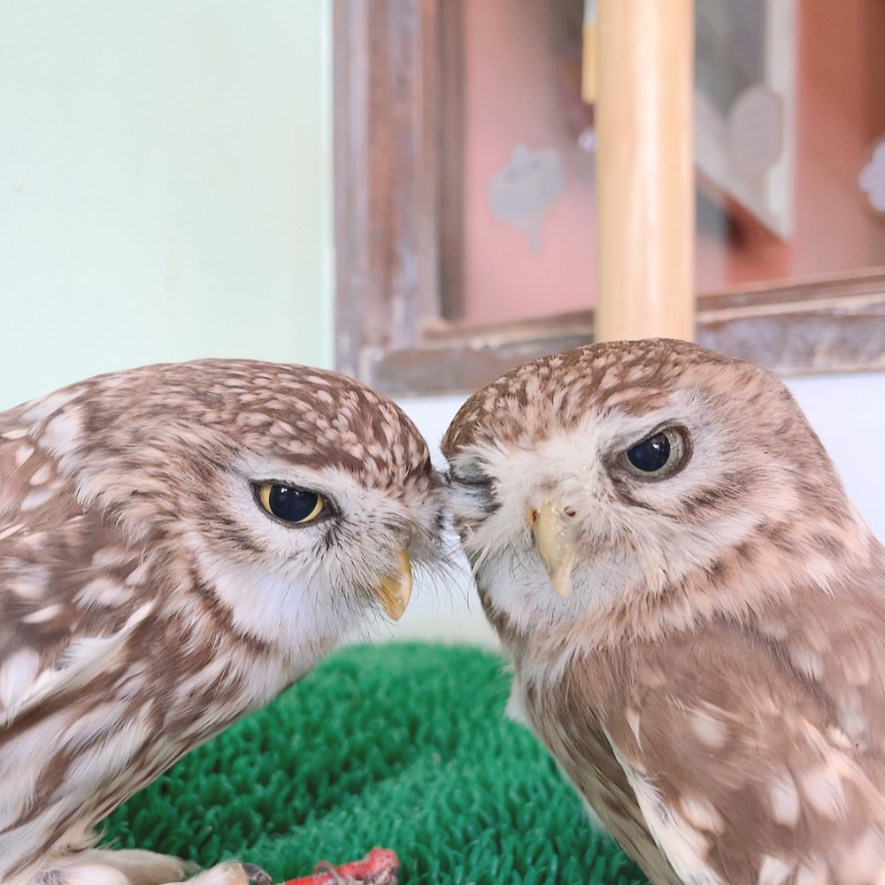 ふくろうの里 Owl Village tweet media