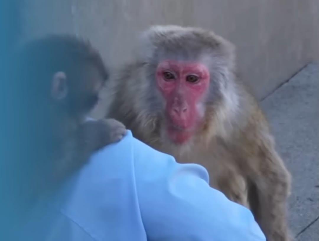 Animal Love tweet media
