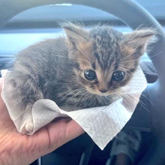 fa 🐈‍⬛ tweet media