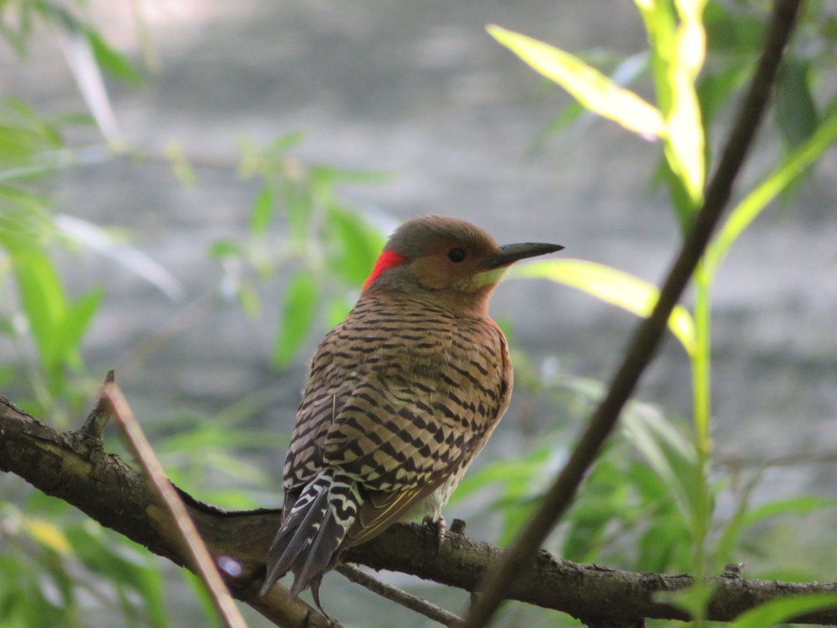 Fabhattan's tweet photo. The #northernflicker was low and I was able to see the beautiful red patch on the back of its head. #birding #centralpark #birdcpp I love the polka dots https://t.co/br8yYUDLBW