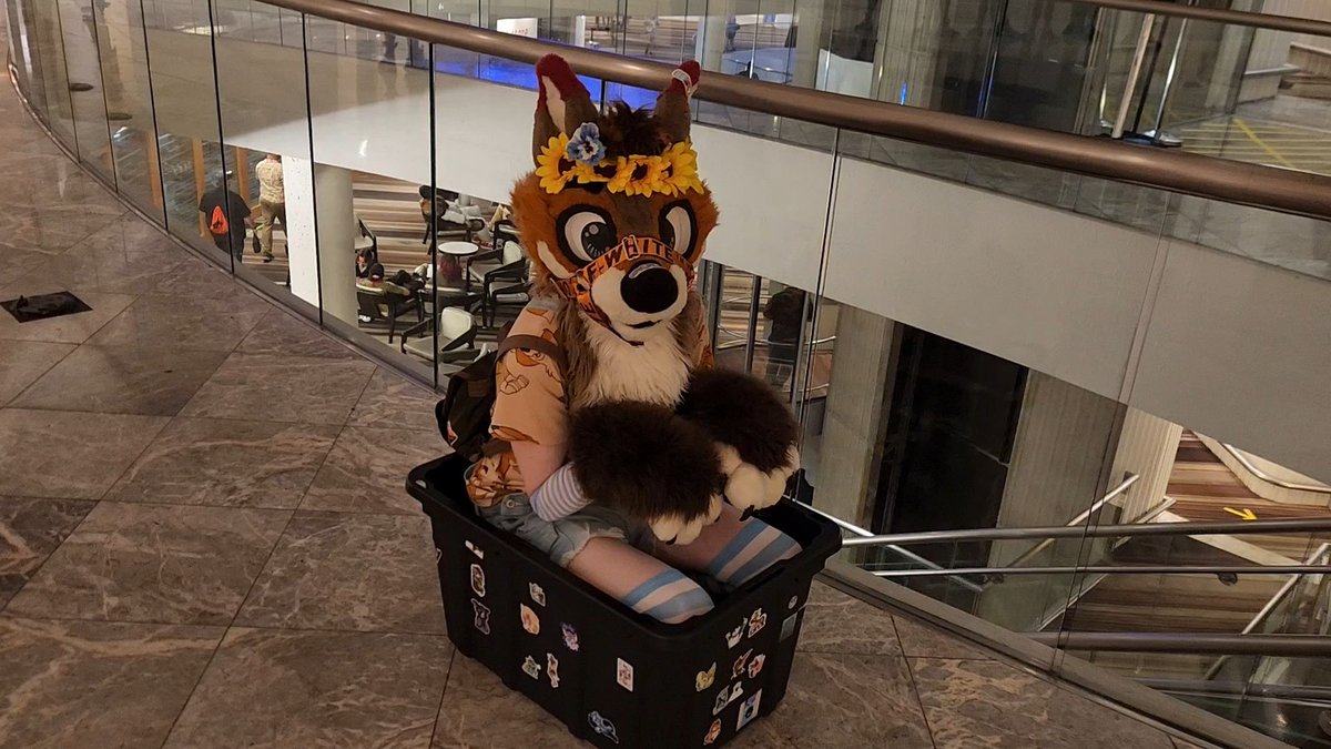 ArchTheFox's tweet photo. Fox was put in Box.

📸 (@mcmuffinbird.bsky.social) https://t.co/9YfsOoDxVr