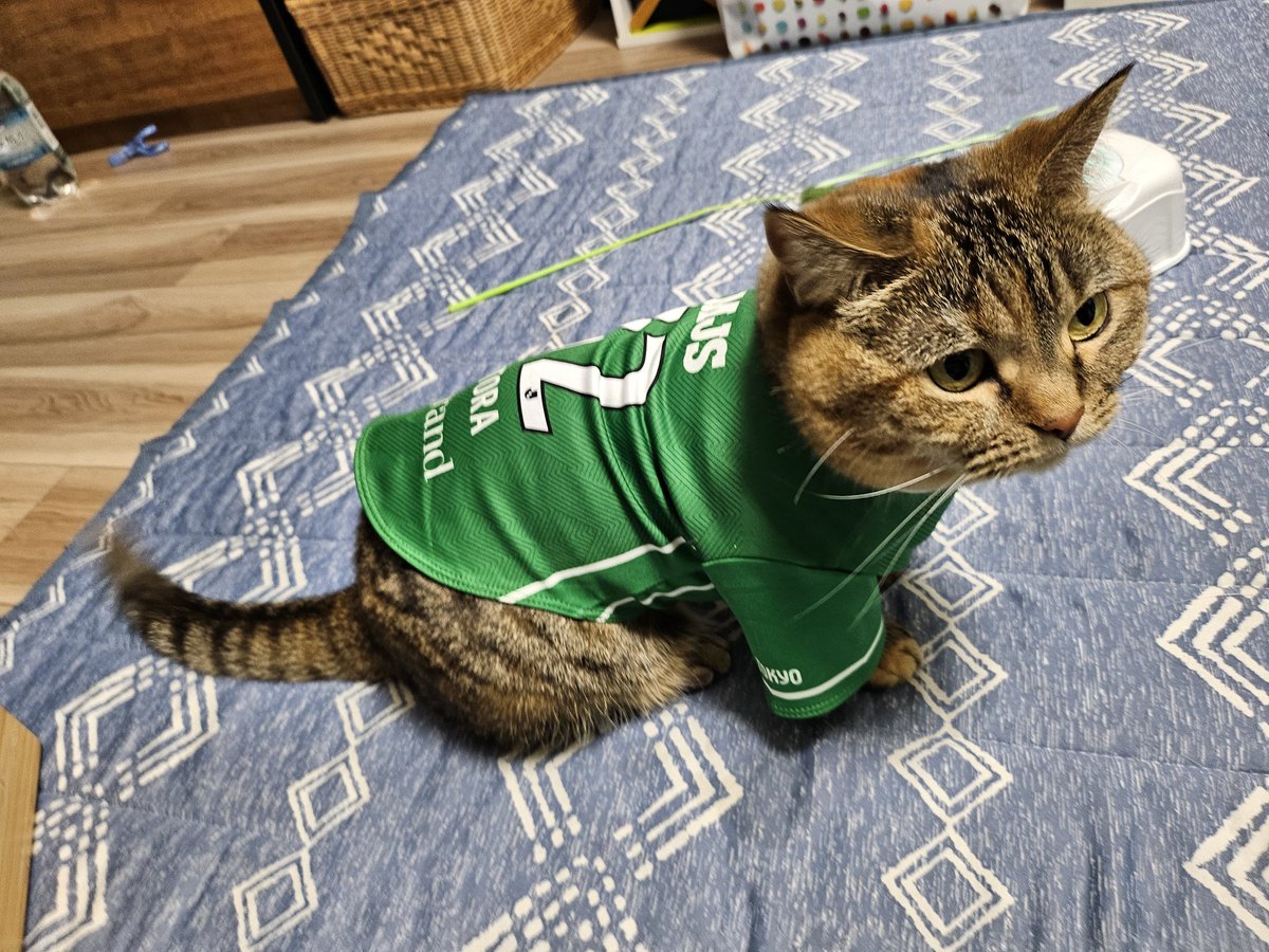 73verdy06's tweet photo. 🐯顔が大きくて丸いフォルムほぼリヴェルン💚笑
#ねこ #verdy #verdyfamily #東京ヴェルディ #リヴェルン https://t.co/Ncq8VWknWK