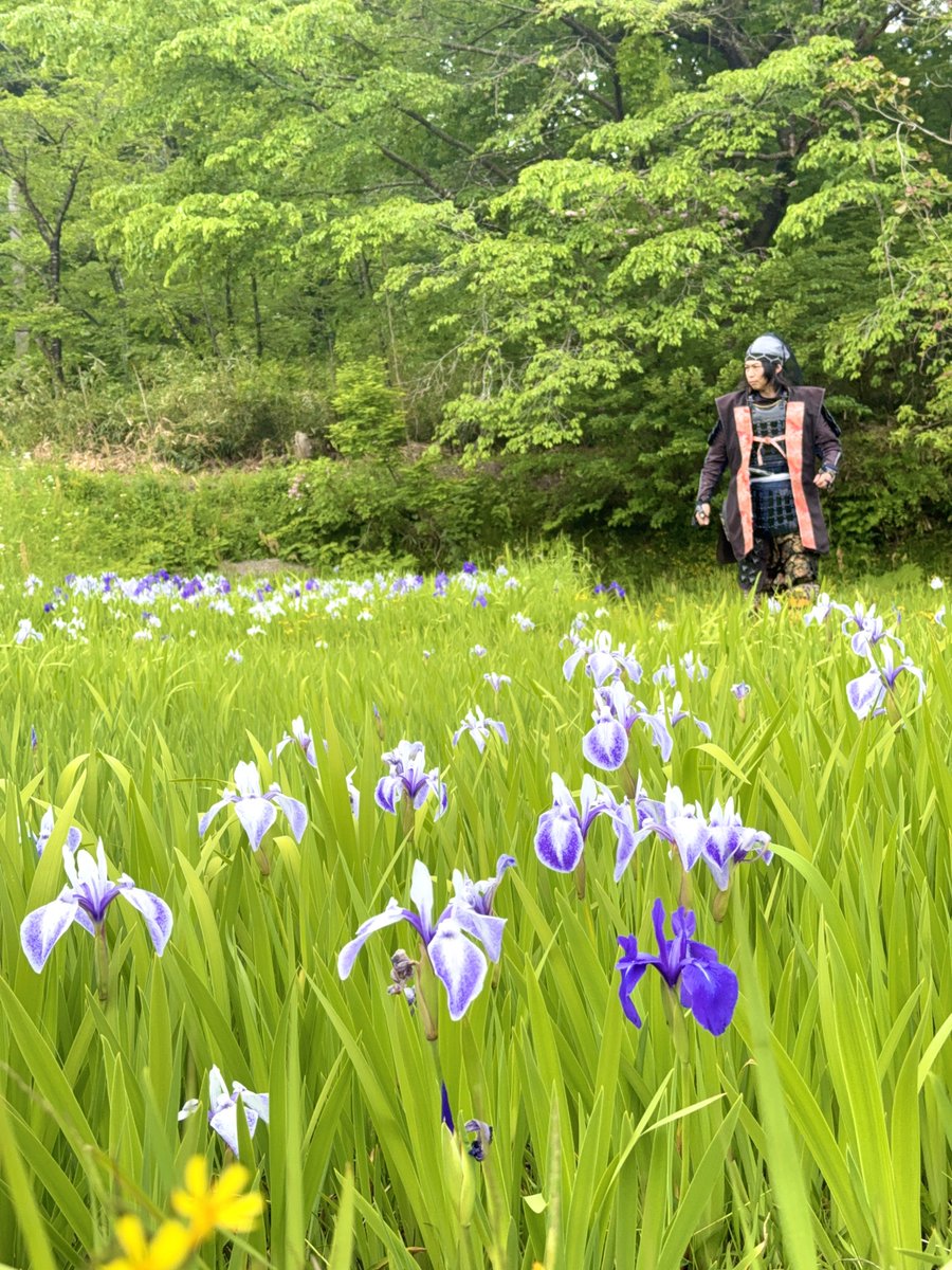 上杉景勝@越後上越上杉おもてなし武将隊 tweet media