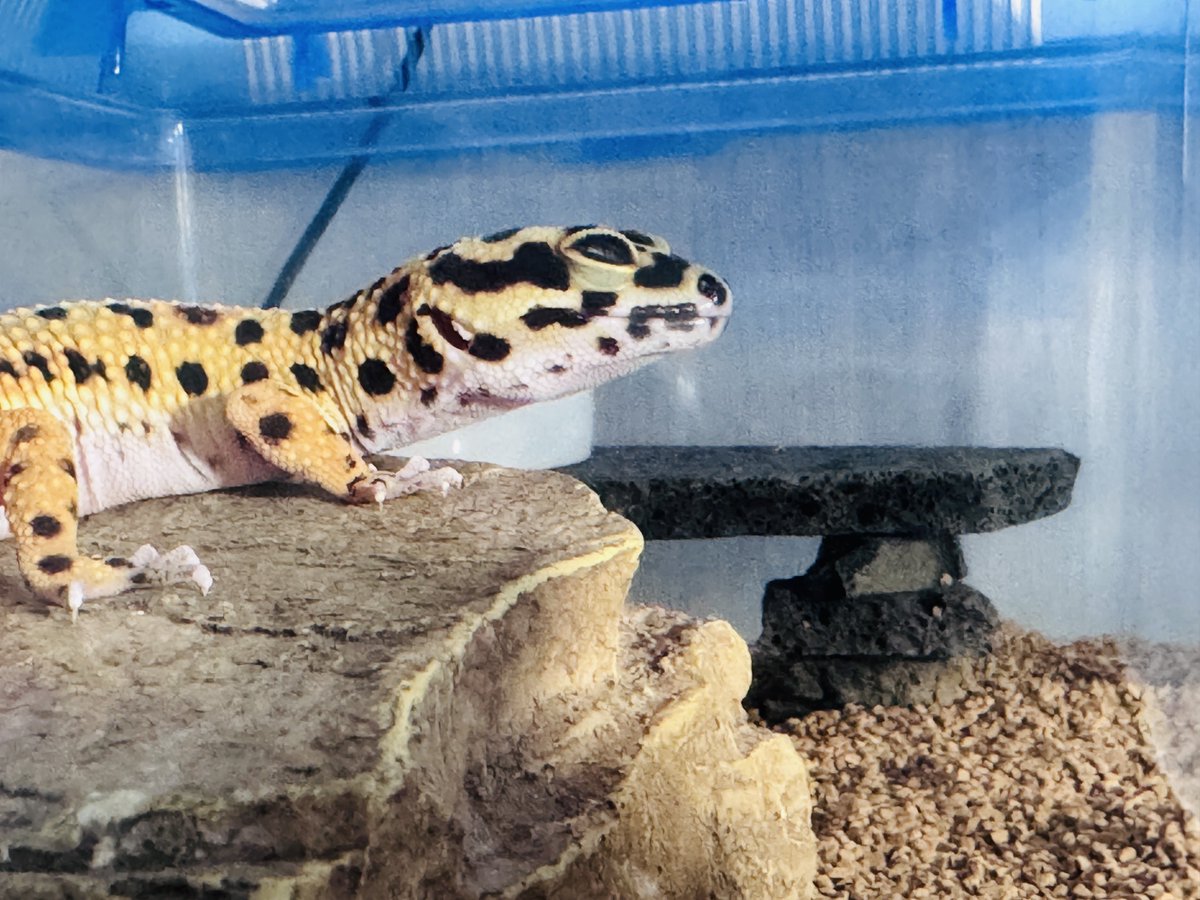 ⚖️ 𝔞𝔫𝔲𝔟𝔦𝔰 ⚖️ 🐍九州パプアン會🐍 tweet media