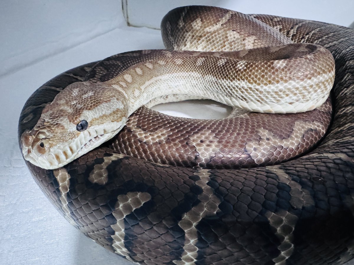 ⚖️ 𝔞𝔫𝔲𝔟𝔦𝔰 ⚖️ 🐍九州パプアン會🐍 tweet media