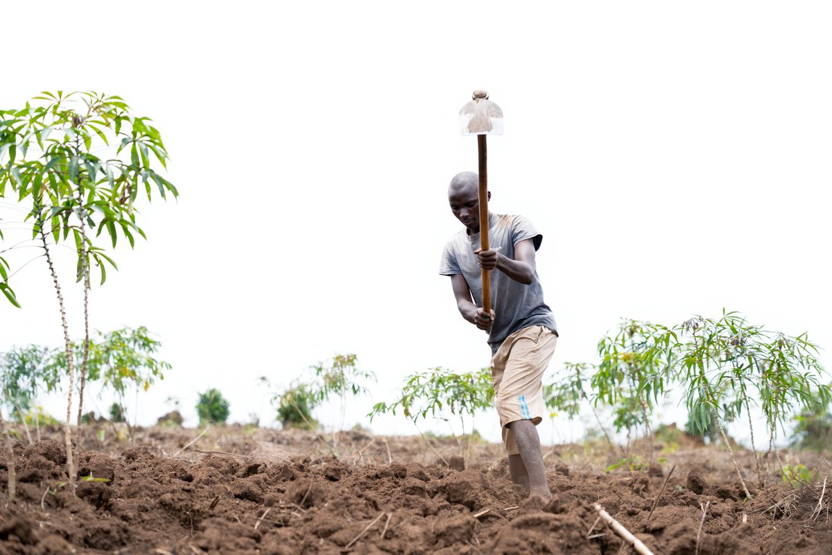 RTVorg's tweet photo. 1/2 "Earlier, my yields were low, and I could barely earn enough for my family. With the new practices I learned, my harvests improved significantly. With my increased income over the past two years, I have built a better house for my family." - Emmanuel.
#farming #agriculture https://t.co/AAVkAqtsay