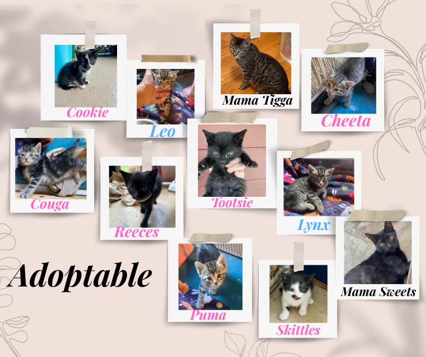 RappCatsAdopt's tweet photo. #Fresh and #Ready ! Two litters and 2 mamas are ready for adoption!
Babies are #GoodToGo and mamas will be ready right after getting spayed but you can apply early for them!
#AdoptDontShop #Cats #Kittens #Virginia https://t.co/0p8ZOT1071