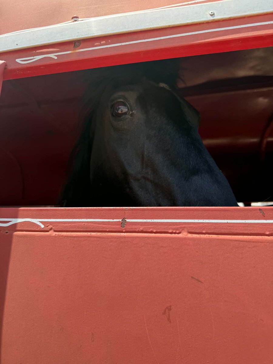 Salvation Wild Mustang Sanctuary tweet media
