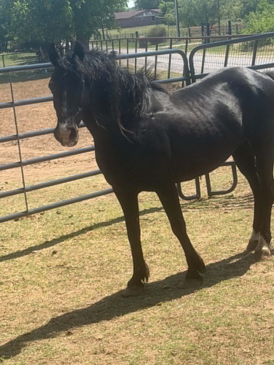 Salvation Wild Mustang Sanctuary tweet media