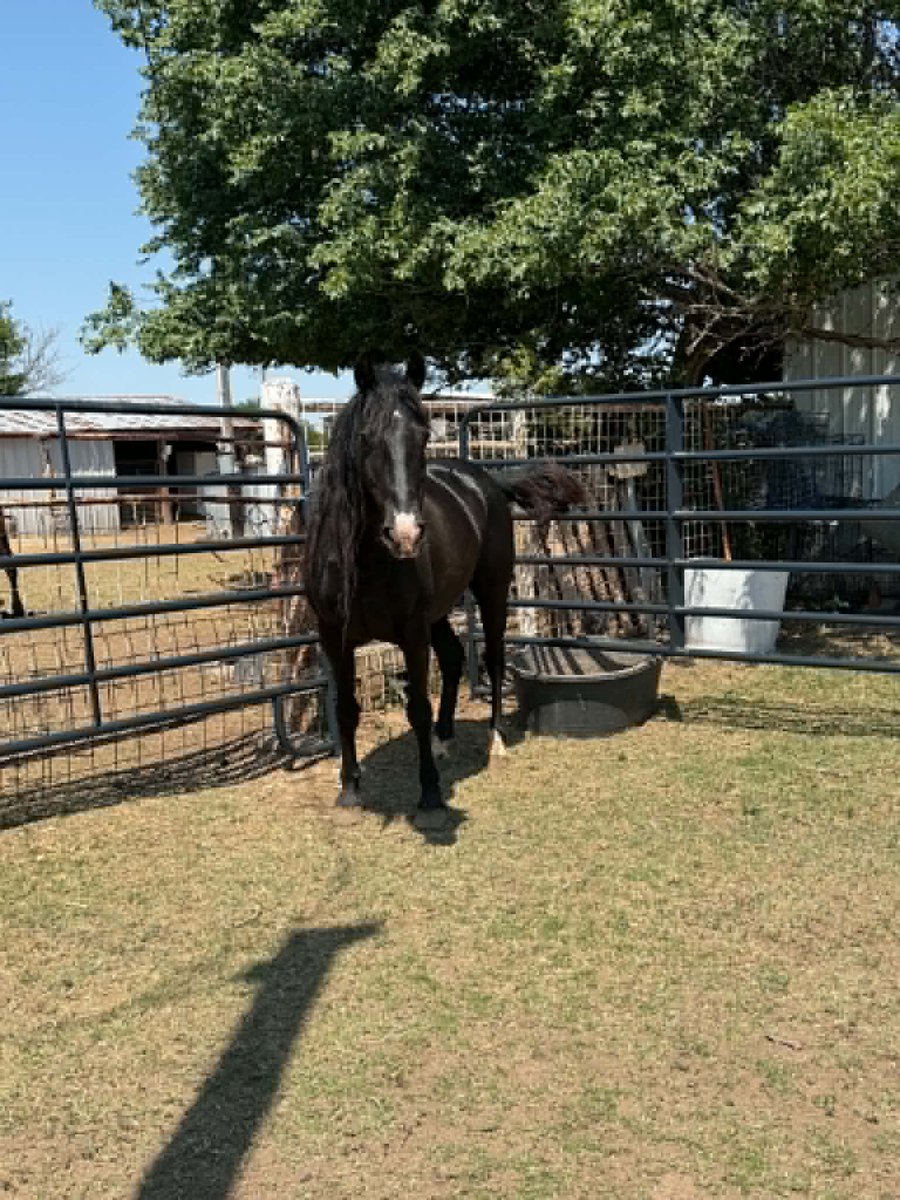 Salvation Wild Mustang Sanctuary tweet media