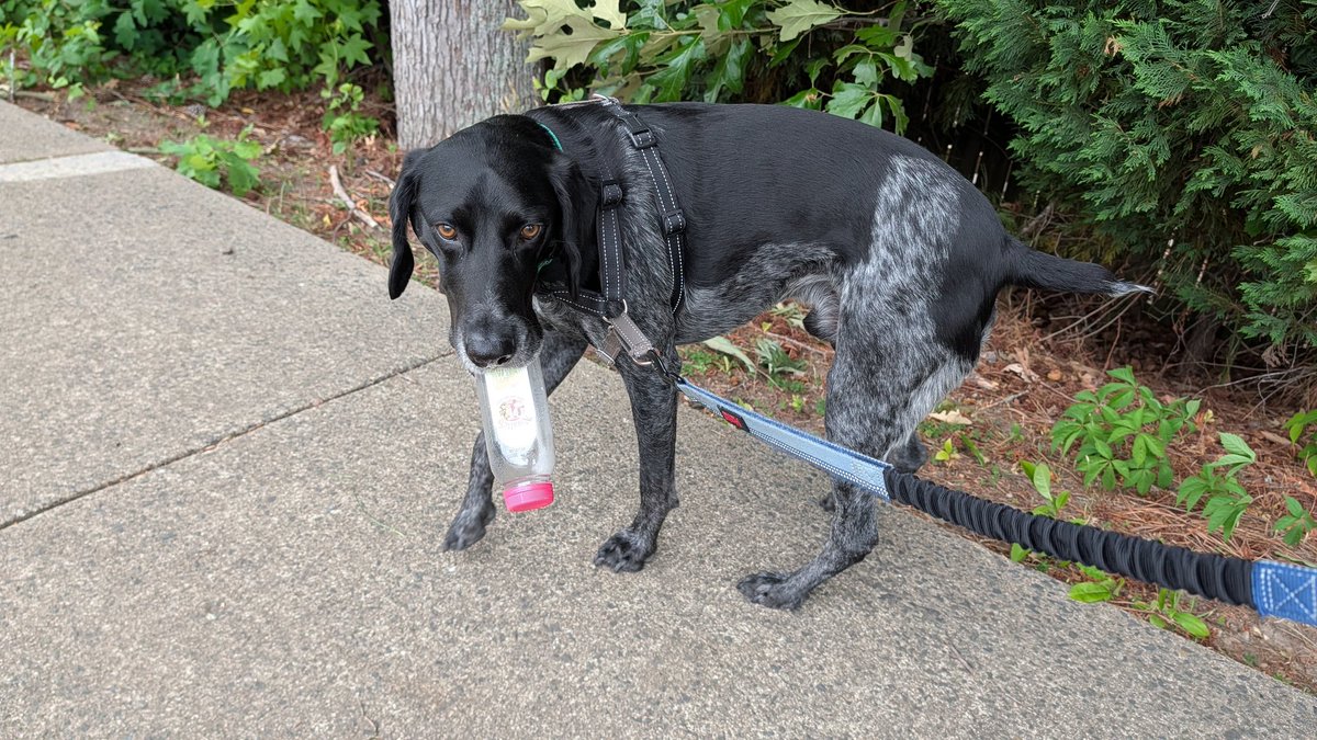 fairwayrunner's tweet photo. @musserryan @ajlamesa Social problem gets solved with more dogs and homes with no yards. You gotta walk them. 🐾 

Also the trash problem. https://t.co/Bk9pqs3pD4