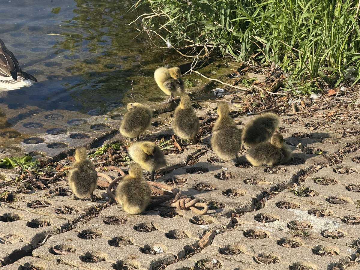GeeseAll's tweet photo. A big brood of Greylag goslings at Thames Valley Park, Reading.  Dad had just been having a splashy wash in the river and in the last picture he is flapping his wings to dry  them.  He must seem very big and strong to his goslings https://t.co/kNdTn87yGj