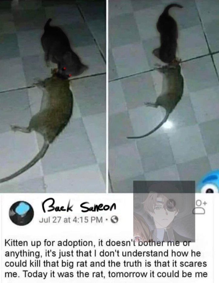 timely soleum 🐈⬛ tweet media
