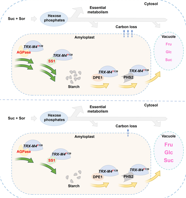 Molecular Plant & Plant Communications tweet media