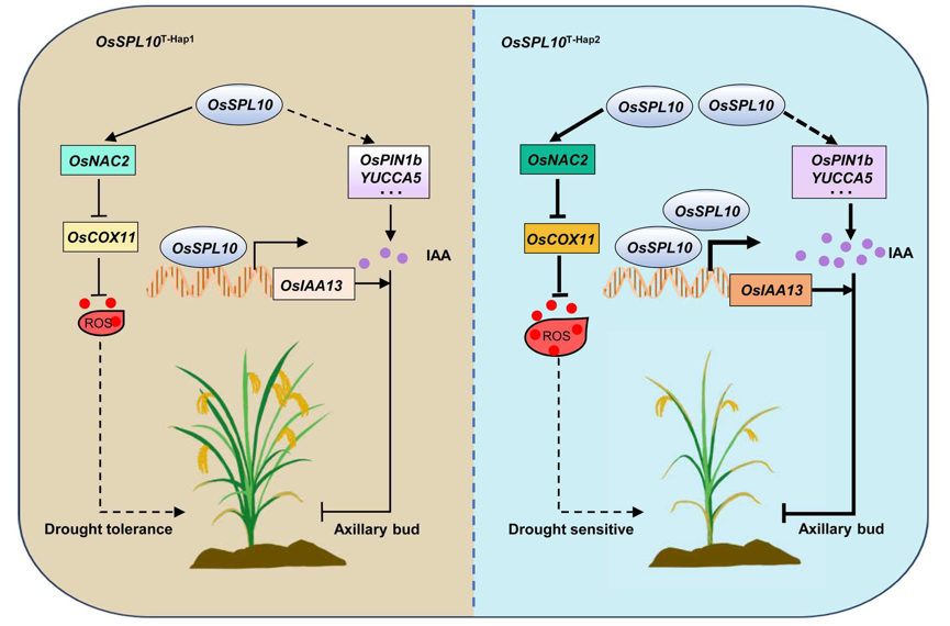 Molecular Plant & Plant Communications tweet media