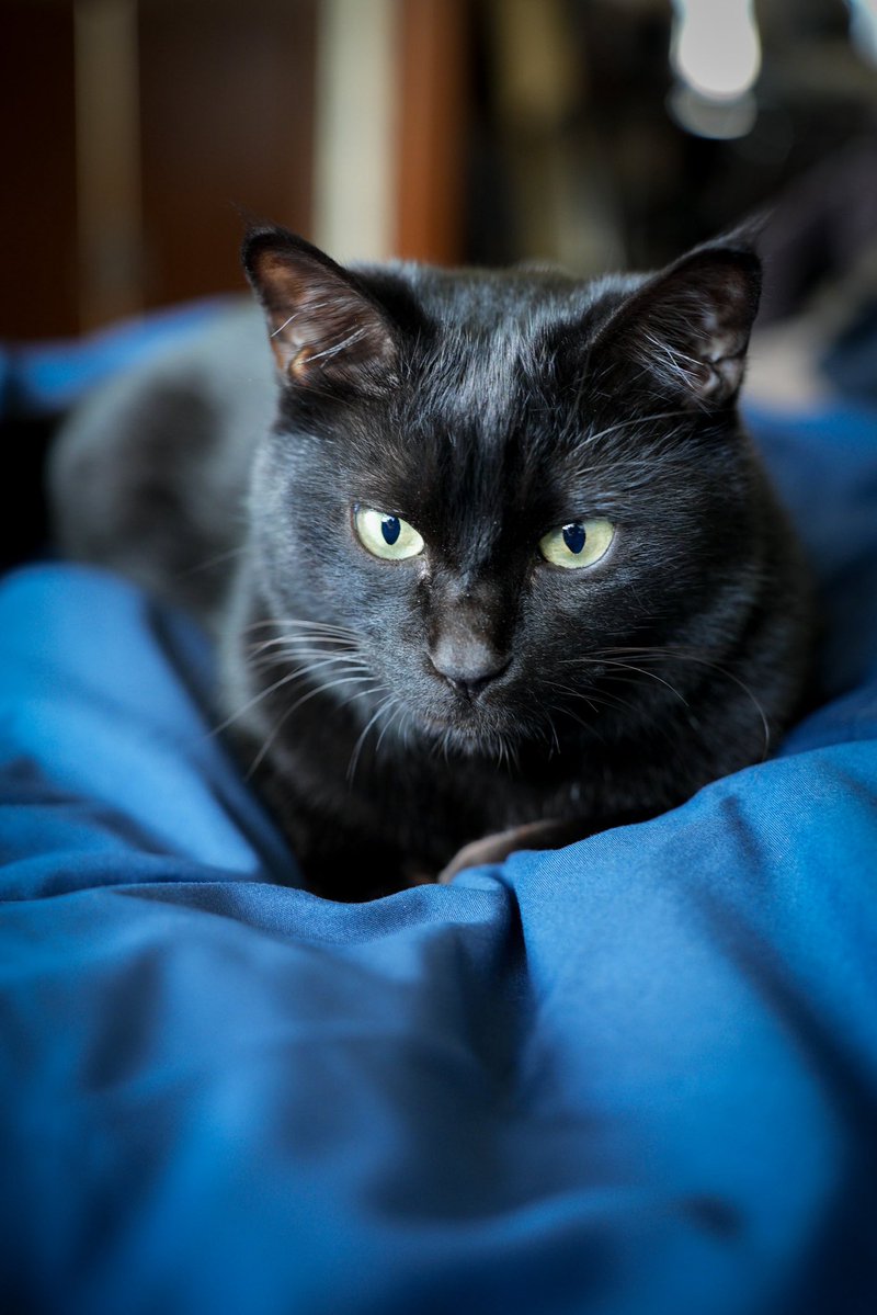 黒猫つくねちゃん太しっぽ (@oreo_blackcat) / Posts / X